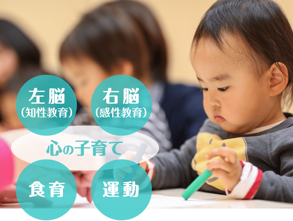 幼児コースは左脳（知性教育）、右脳（感性教育）、食育、運動の組み合せで心の子育て